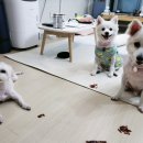 해뜨는창문 애견동반 오션뷰펜션 이미지