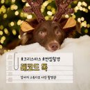 레코드독 | [강아지 크리스마스 컨셉 촬영]레코드독 2025 크리스마스