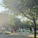 버드나무 이미지