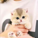 모나미미용실 | 부산 고양이 분양샵 추천 - 부산고양이분양 모나미네코 해운대 본점에서 분양받아요~