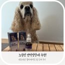 아뮤펫 | 내돈내산 후기 | 멀티메이딧 노견 강아지 영양제, 면역.함암 영양제라더니?