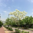 우체국 이팝나무 이미지