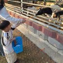 토끼골한우농장 | 여수 아이랑 가볼만한곳) 여수 한우드림 동물체험장에서 동물 먹이주기체험 후기!