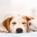 24시김승현외과동물메디컬센터 이미지