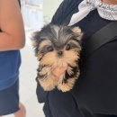 강아지분양 미니몽 은평점 | 은평구강아지분양 요크셔테리어입양후기