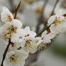 노루목향기 이미지