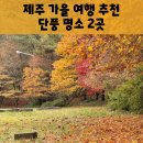 제주대학교 (제대아파트방면) | 제주 가을 여행 천아계곡 제대 은행나무 실시간 제주 단풍 명소