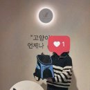 대전 고양이분양 퍼스트캣 대전점 이미지