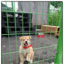 개좋은 유치원 이미지