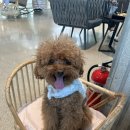 슈슈펫살롱 이미지