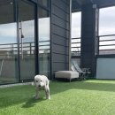 아토그루밍 이미지