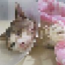 낄낄고양이 이미지