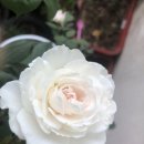 크리스티아나 이미지