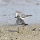 매향리의 노랑발도요(Grey-tailed Tattler) 이미지