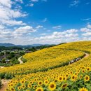 2026 함안 강주해바라기 축제 완전정복 | 낙동강 뷰 노지캠핑 명당 + 함안 한우국밥 미식 1박 2일 코스