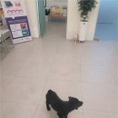 탕정동물의료센터 이미지