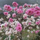 문수사 목조여래좌상 | 서산 가볼 만한 곳, 문수사 겹 벚꽃이 가득한 사찰 언제쯤 만개할까?