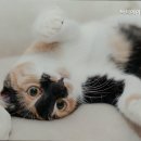 닥터에이스 동물병원 이미지