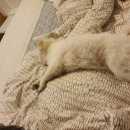 애견민박 멍집 | 태안/안면도 1박2일 여행 : 애견 동반 민박 '멍집' 후기