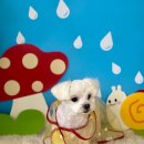 늘 예쁘개 이미지