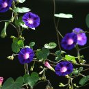 소리나팔꽃 이미지