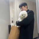 석수동물병원 | [미니비숑 빵매] 슬개골탈구 수술 해야 된다고요?