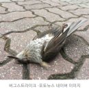 조선일보 신춘문예 당선 추성은 시인의＜벽＞ 감상/김승하 시인 이미지