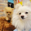 호담동물병원 이미지