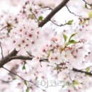 벚꽃역 이미지