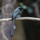 Racket-tailed Treepie 이미지