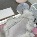 모들펫살롱 이미지