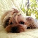 러블리 몽몽 이미지