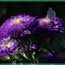 고려안경 이미지