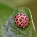 개미와베짱이 이미지