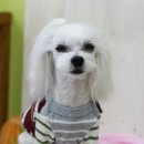 꼬떼아꼬떼