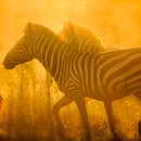 동물의 왕국 이미지