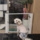 빠몽(PAWMONG) 이미지