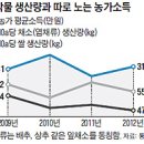 풍년채소