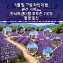 영동종합밧데리 | 6월 말 고성 라벤더 밭 완전 가이드: 하늬라벤더팜 포토존 7곳과 촬영 동선