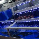 일동회직판장 이미지