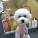 쪼쪼애견 이미지