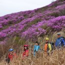 남부-여천-여천08 | 여수 영취산의 화사한 진달래에 마음을 내려 놓다(15.4.4)