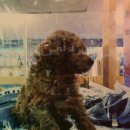 송원애견의집 이미지