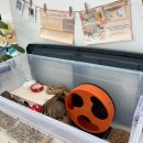 햄토피아 천안 불당점 이미지