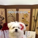 헬로우버디 분당점 이미지