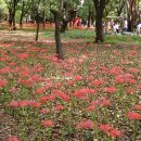 중앙공원 산책로 이미지