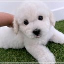 펫365 강아지분양 고양이분양 전주백제로점 | 나에게 딱 맞는 강아지와 고양이, 펫365 강아지분양 고양이분양에서 찾았어요!