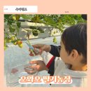 모래벌농장 | 김포아이랑갈만한곳 추천! 강화 오와오 딸기농장 31개월 아기 수확 후기, 복장팁