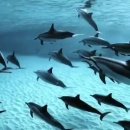 돌고래카 이미지