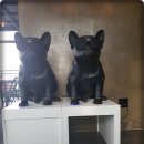 메르블루 이미지